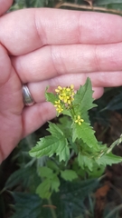 Sisymbrium officinale