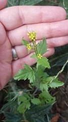 Sisymbrium officinale