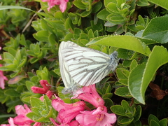 Pieris bryoniae