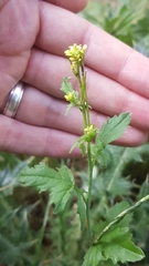 Sisymbrium officinale