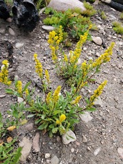Solidago simplex simplex