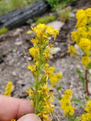 Solidago simplex simplex