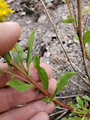 Solidago simplex simplex