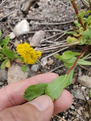 Solidago simplex simplex