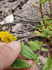 Solidago simplex simplex