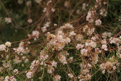 Cuscuta epithymum