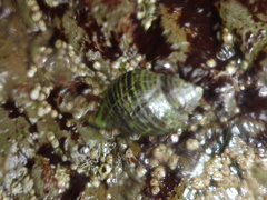 Ocenebrinae