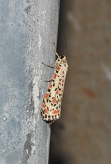 Utetheisa pulchelloides vaga