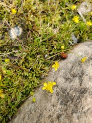Ranunculus flammula ovalis