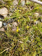 Ranunculus flammula ovalis