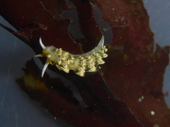 Diaphoreolis flavovulta