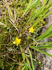 Ranunculus flammula ovalis