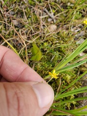 Ranunculus flammula ovalis