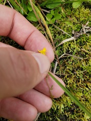 Ranunculus flammula ovalis