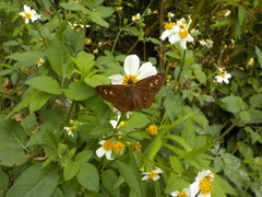 Seseria formosana