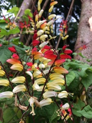 Ipomoea lobata