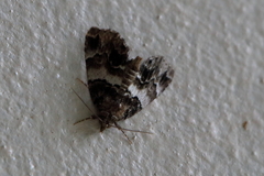 Cutina distincta