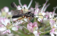 Ctenopelmatinae