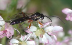 Ctenopelmatinae