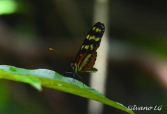 Mechanitis polymnia lycidice