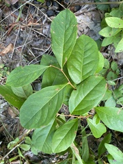 Lyonia mariana