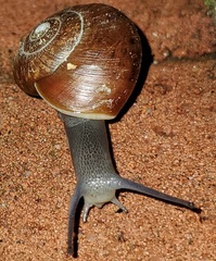 Zachrysia provisoria