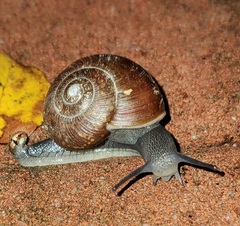 Zachrysia provisoria