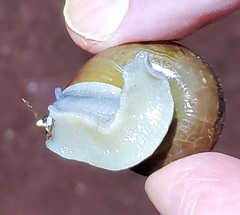 Zachrysia provisoria