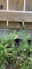 Papilio polyxenes