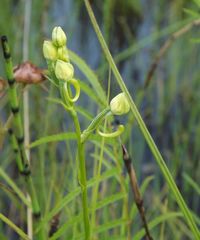 Habenaria linearifolia