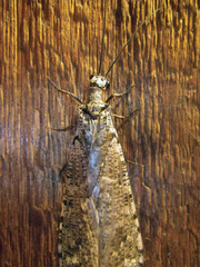 Protochauliodes spenceri