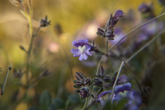 Chaenorhinum