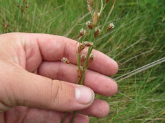 Fimbristylis castanea