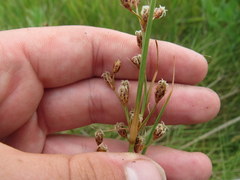 Fimbristylis castanea