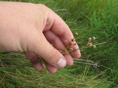 Fimbristylis castanea