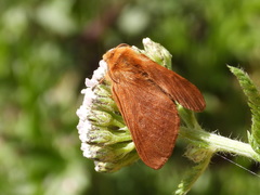 Malacosoma alpicolum