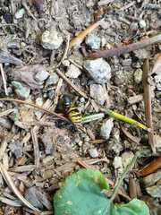 Dolichovespula saxonica