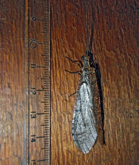 Protochauliodes spenceri