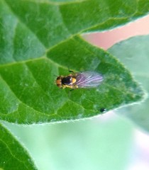 Liriomyza