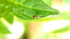 Liriomyza