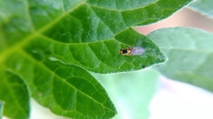 Liriomyza