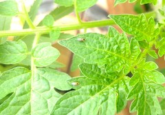 Liriomyza