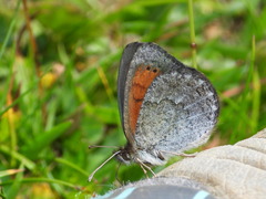 Erebia tyndarus
