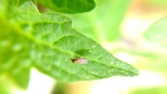 Liriomyza