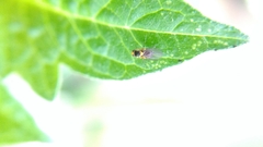 Liriomyza