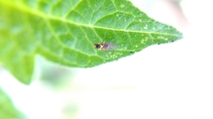 Liriomyza