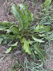 Rumex obtusifolius obtusifolius