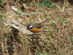 Cossypha semirufa
