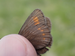 Erebia pharte