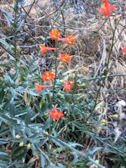Delphinium cardinale